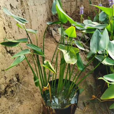 梭鱼草培育基地梭鱼草价格园林绿化植物