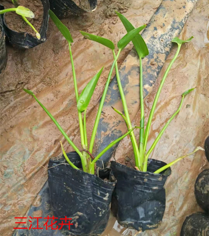 梭鱼草培育基地梭鱼草价格园林绿化植物