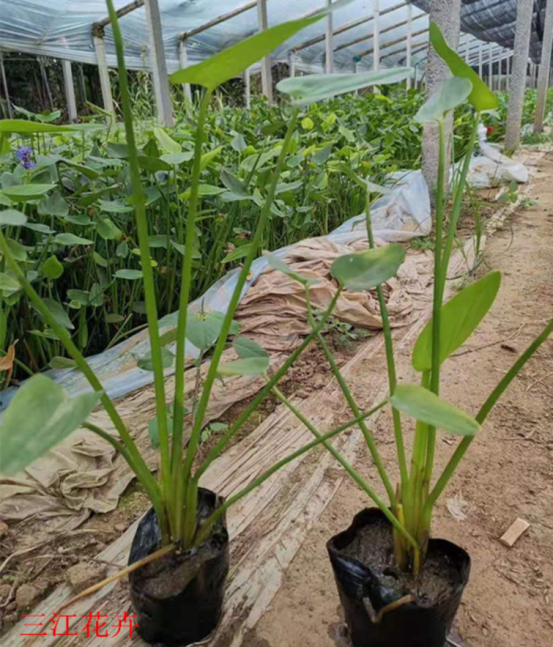 梭鱼草培育基地梭鱼草价格园林绿化植物