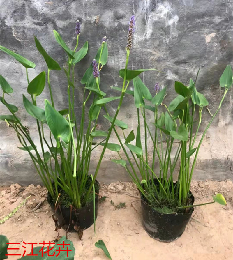 梭鱼草培育基地梭鱼草价格园林绿化植物