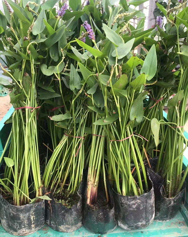 梭鱼草培育基地梭鱼草价格园林绿化植物