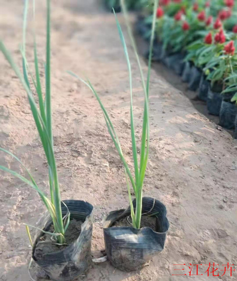 香蒲水体绿化大香蒲苗湿地挺水植物美化水质工