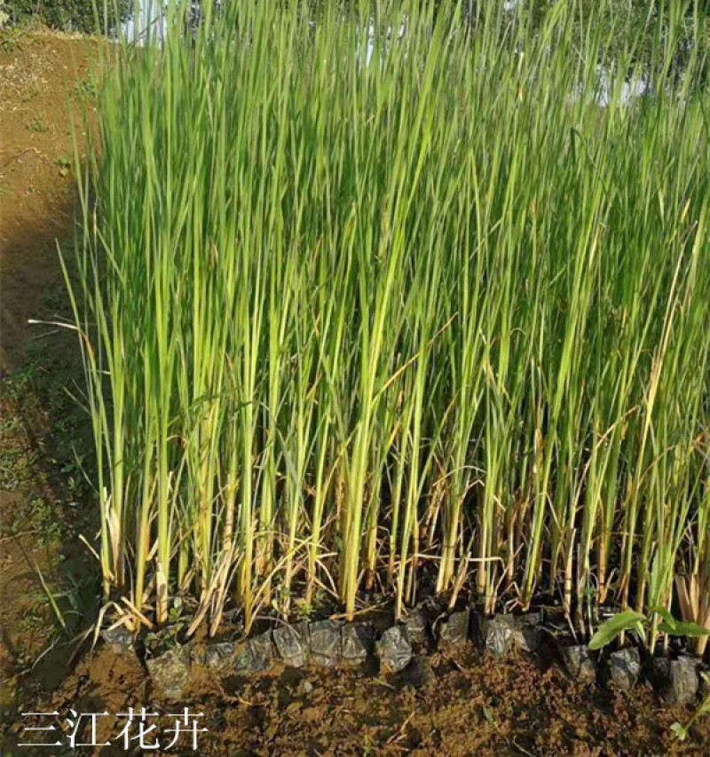 香蒲水体绿化大香蒲苗湿地挺水植物美化水质工