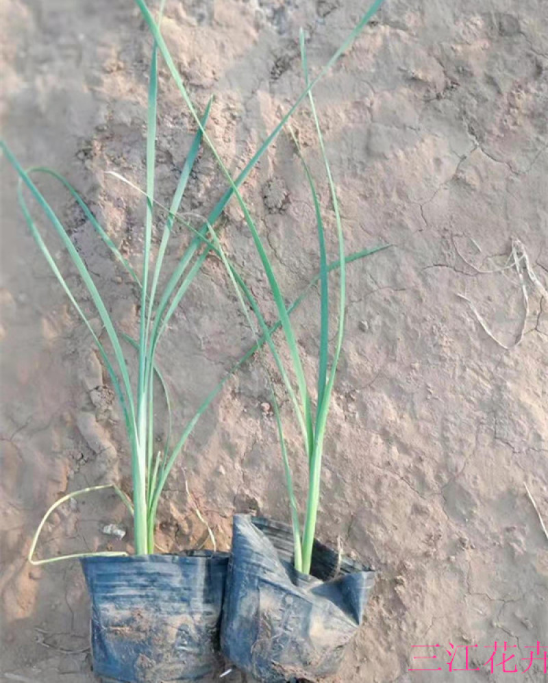 香蒲水体绿化大香蒲苗湿地挺水植物美化水质工