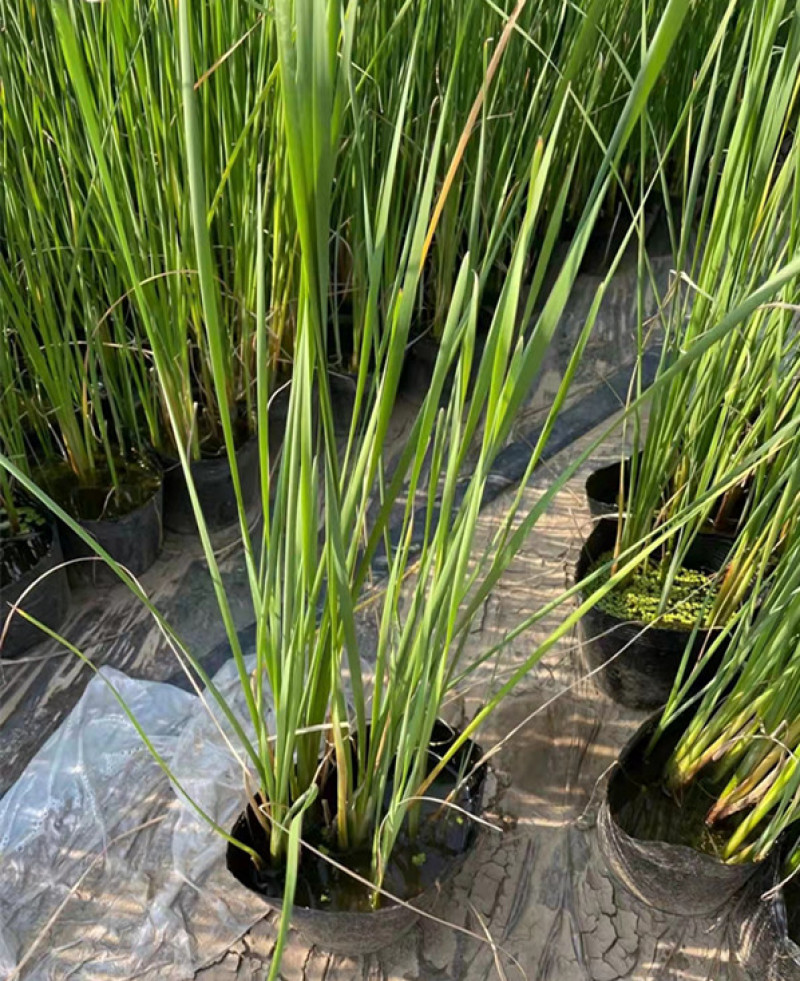 香蒲水体绿化大香蒲苗湿地挺水植物美化水质工
