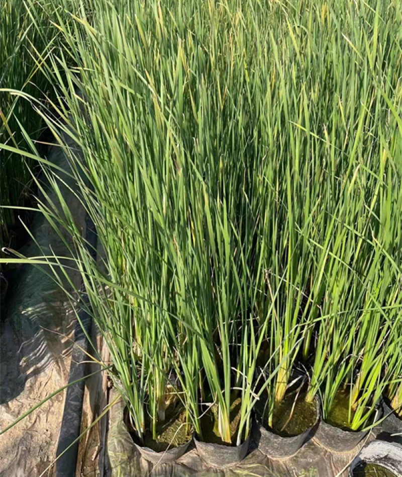 香蒲水体绿化大香蒲苗湿地挺水植物美化水质工