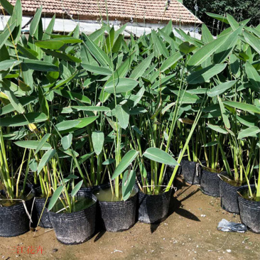 再力花苗子价格再力花批发湿地绿化水体绿化观赏花卉