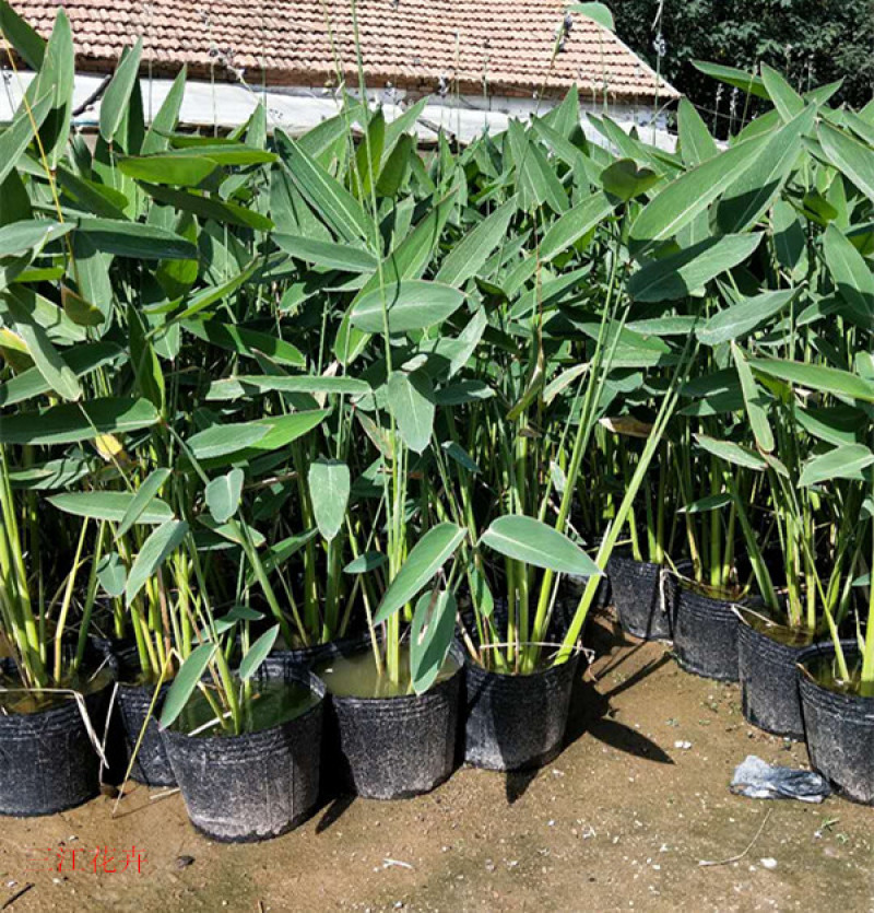 再力花苗子价格再力花批发湿地绿化水体绿化观赏花卉