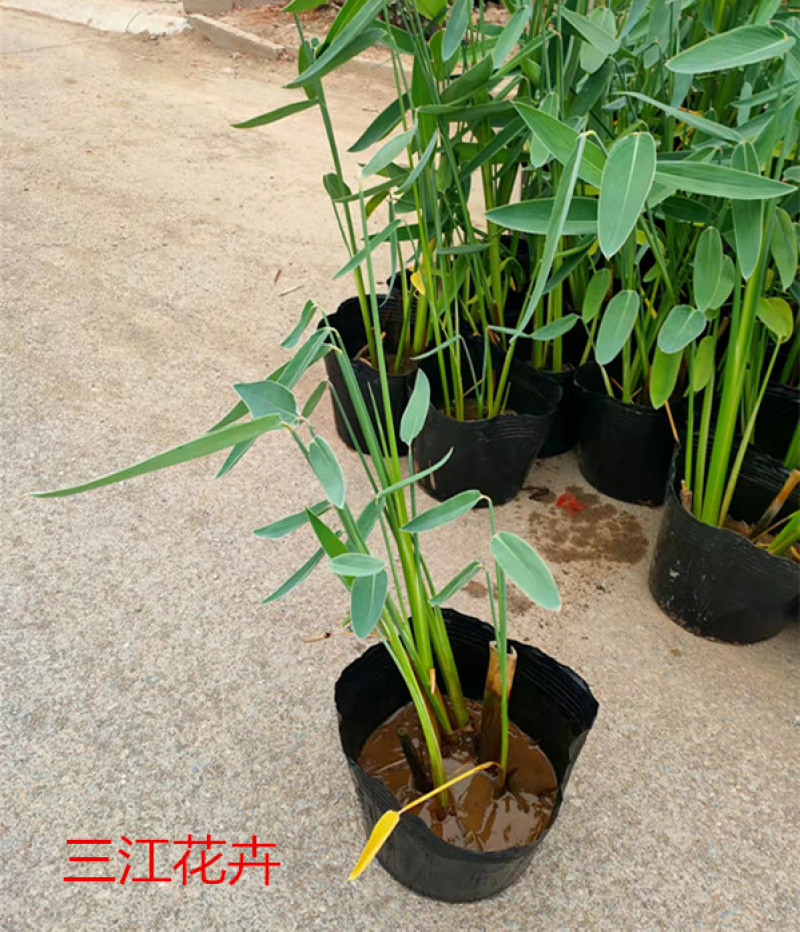 再力花苗子价格再力花批发湿地绿化水体绿化观赏花卉