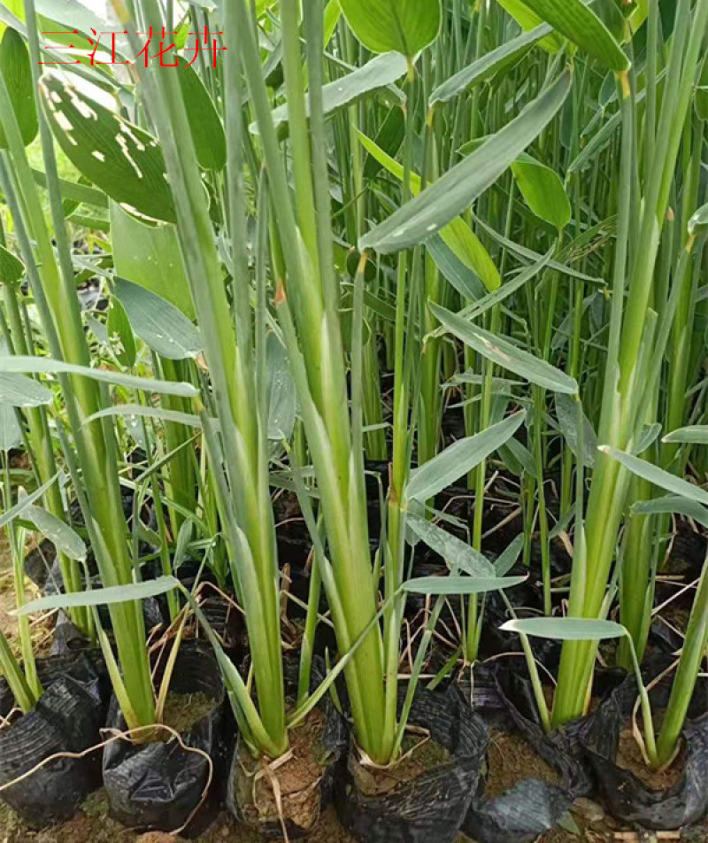 再力花苗子价格再力花批发湿地绿化水体绿化观赏花卉