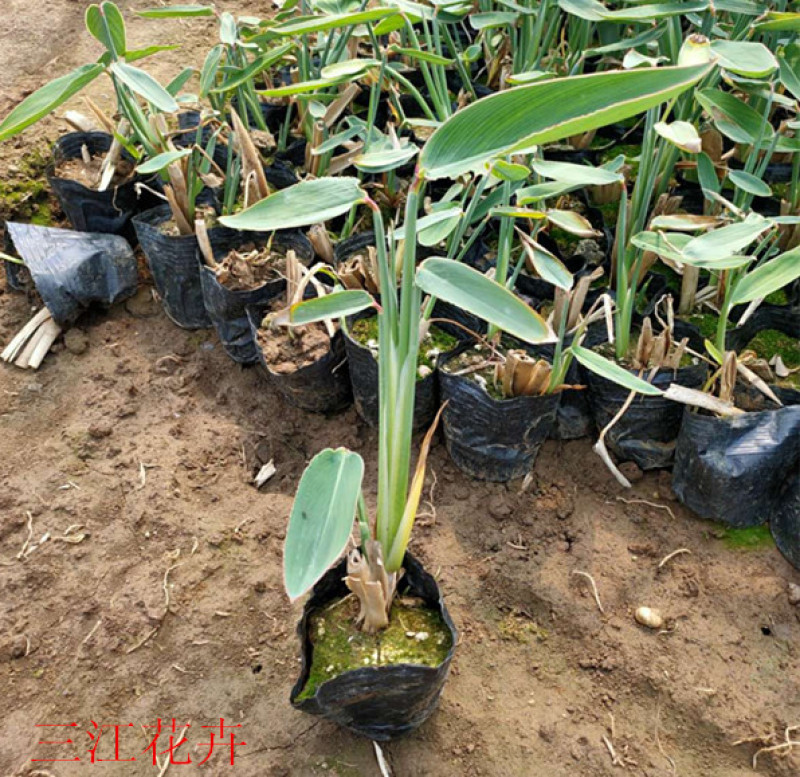 再力花苗子价格再力花批发湿地绿化水体绿化观赏花卉