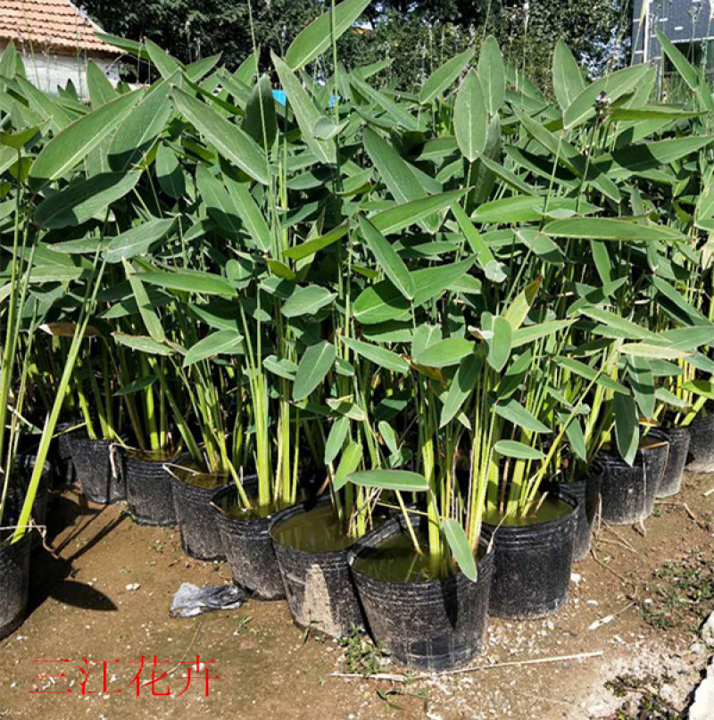 再力花苗子价格再力花批发湿地绿化水体绿化观赏花卉