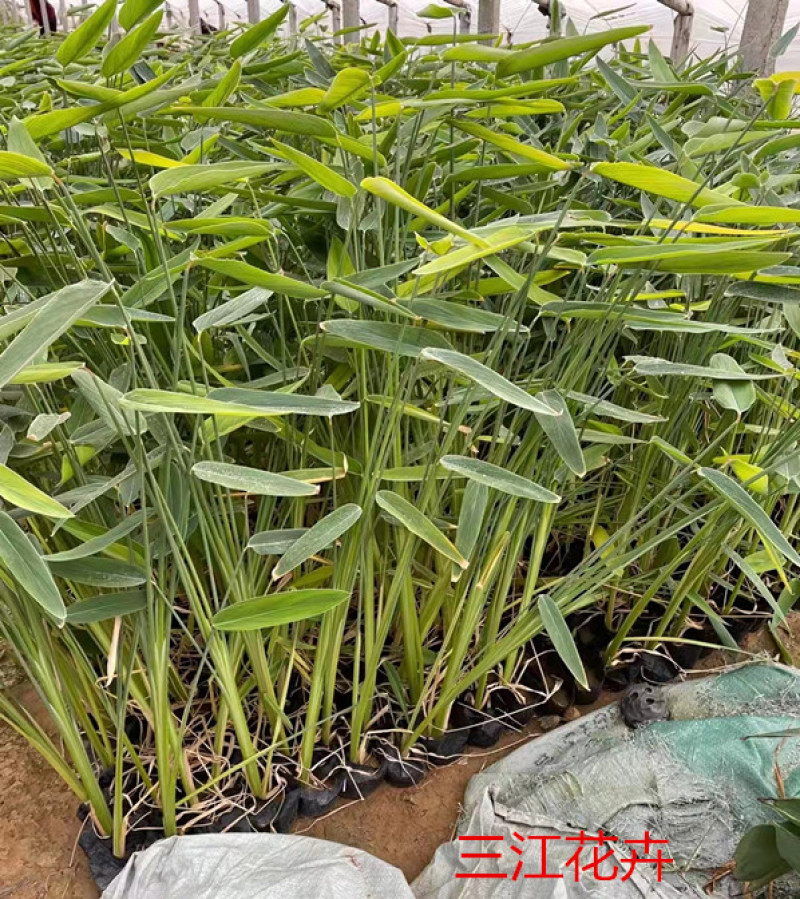 再力花苗子价格再力花批发湿地绿化水体绿化观赏花卉