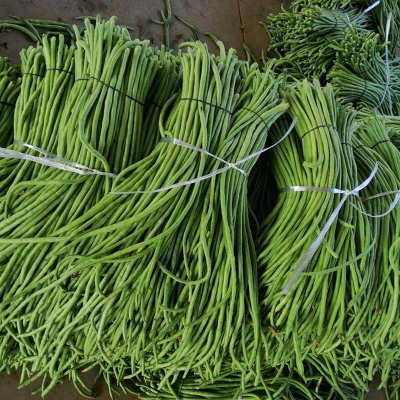 豇豆种子特长高产豇豆种子长豆角豇豆种子大全菜豆角籽