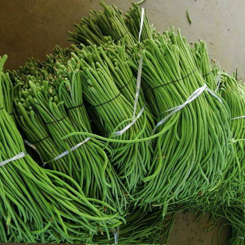 豇豆种子特长高产豇豆种子长豆角豇豆种子大全菜豆角籽