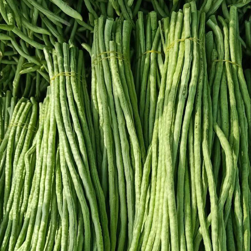 豇豆种子特长高产豇豆种子长豆角豇豆种子大全菜豆角籽