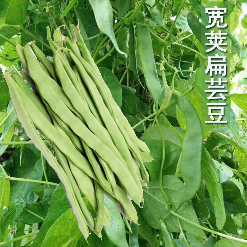 芸豆种子