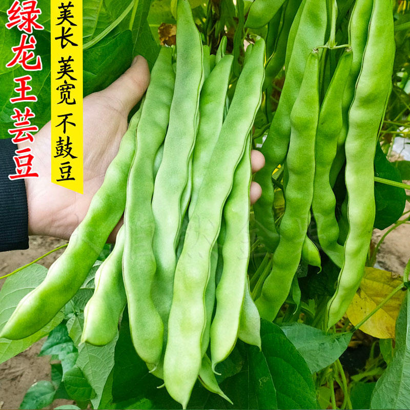二扁扁豆种子早熟扁豆种籽肉厚型耐热肉扁豆
