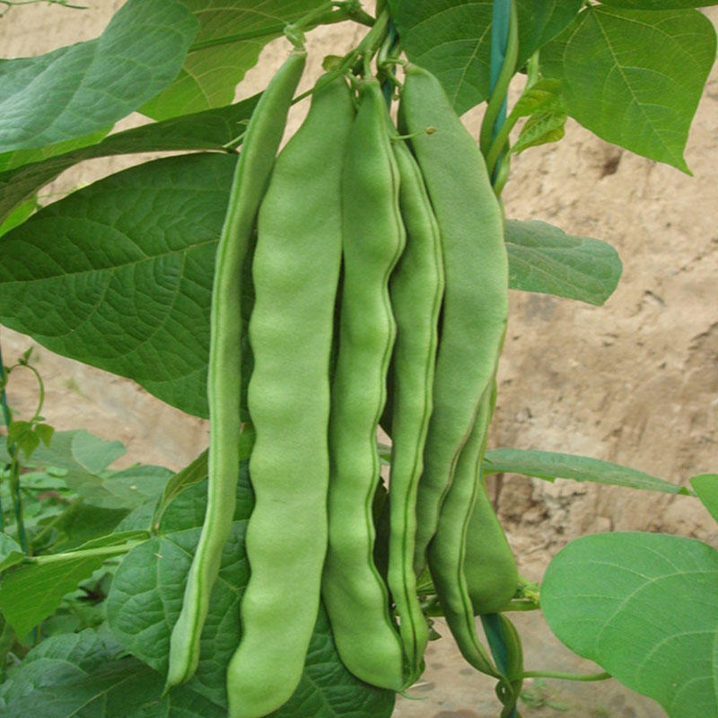 二扁扁豆种子早熟扁豆种籽肉厚型耐热肉扁豆