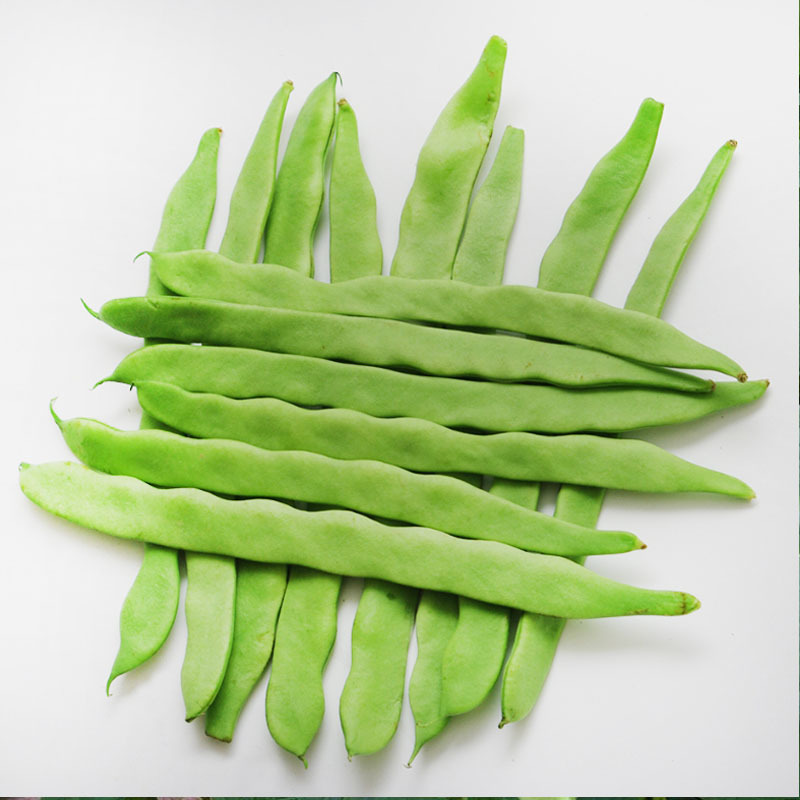 芸豆种子