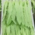 【推荐】油麦菜大量现货，货量充足，产地直销，实力档口！