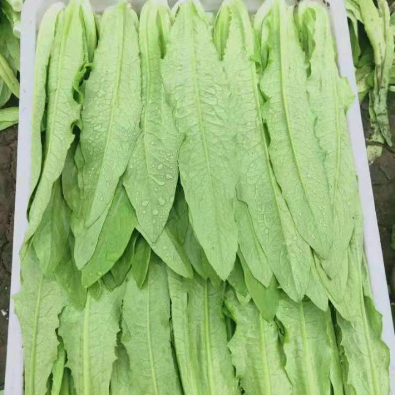 【推荐】油麦菜大量现货，货量充足，产地直销，实力档口！