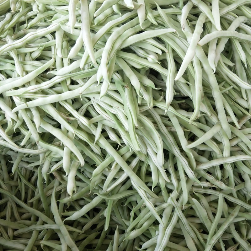 九粒白芸豆种子四季豆角架豆种籽肉厚嫩早熟