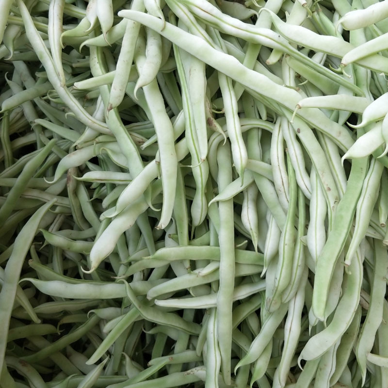 九粒白芸豆种子四季豆角架豆种籽肉厚嫩早熟