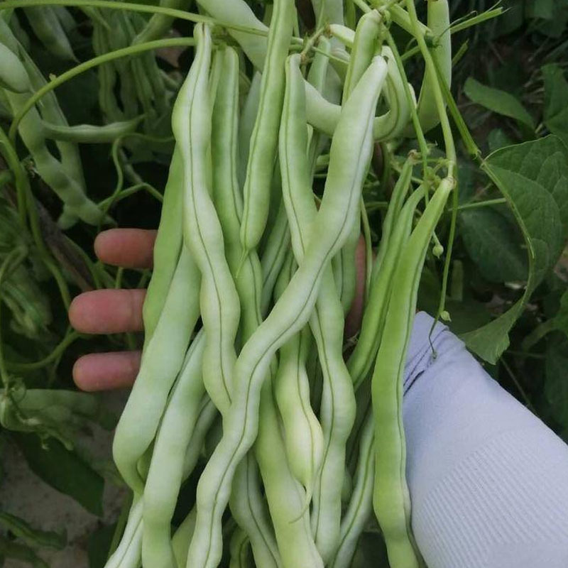 九粒白芸豆种子四季豆角架豆种籽肉厚嫩早熟