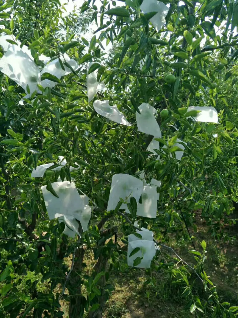 百亩高纯度冬枣树苗沾冬一号沾冬2号，提供技术指导欢迎咨询合作
