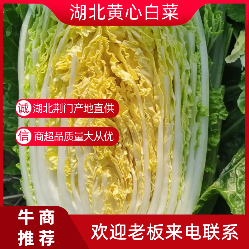 黄心大白菜湖北白菜专业打包服务价格便宜可视频看货