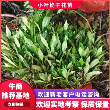 小叶桅子花苗水栀子树湖南杯苗根系粗壮分枝多冠幅好