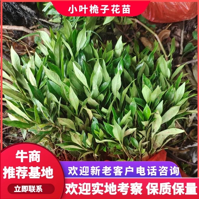 小叶桅子花苗水栀子树湖南杯苗根系粗壮分枝多冠幅好