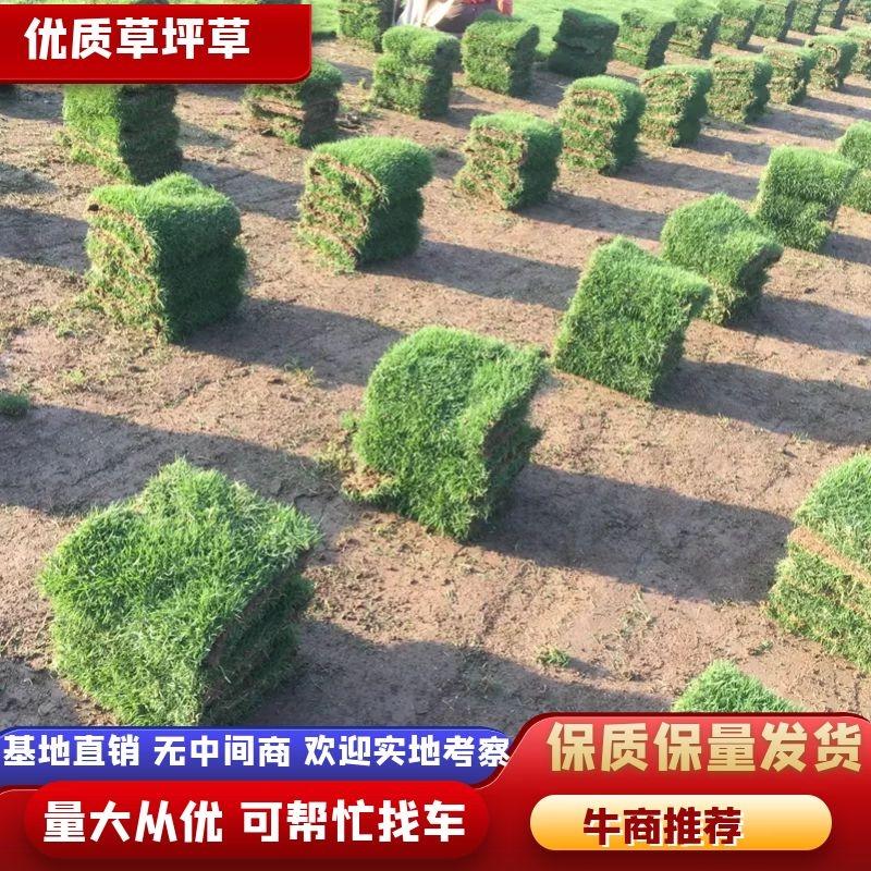 精品马尼拉草皮兰引三号园林绿化用草皮绿色天然草坪厂家