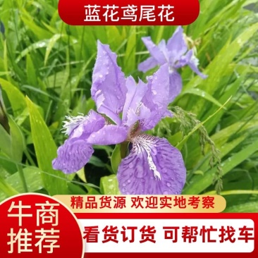 湖南蓝花鸢尾花蓝色燕尾兰草常绿扁竹花株高35蓝蝴蝶