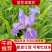 湖南蓝花鸢尾花蓝色燕尾兰草常绿扁竹花株高35蓝蝴蝶