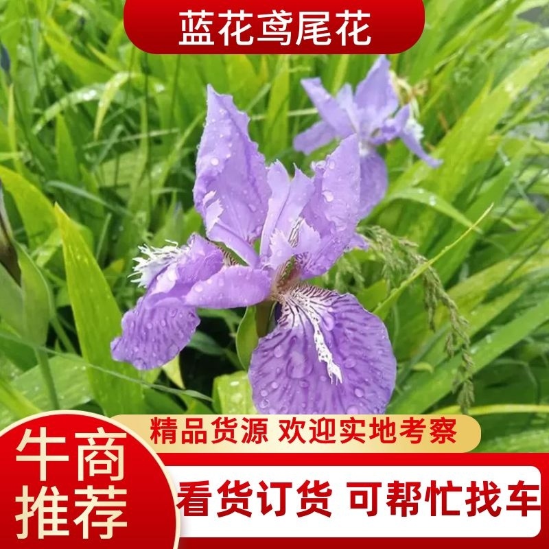 湖南蓝花鸢尾花蓝色燕尾兰草常绿扁竹花株高35蓝蝴蝶