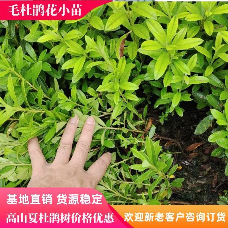 湖南四季毛杜鹃花小苗紫花毛叶杜鹃球高山夏杜鹃树价格