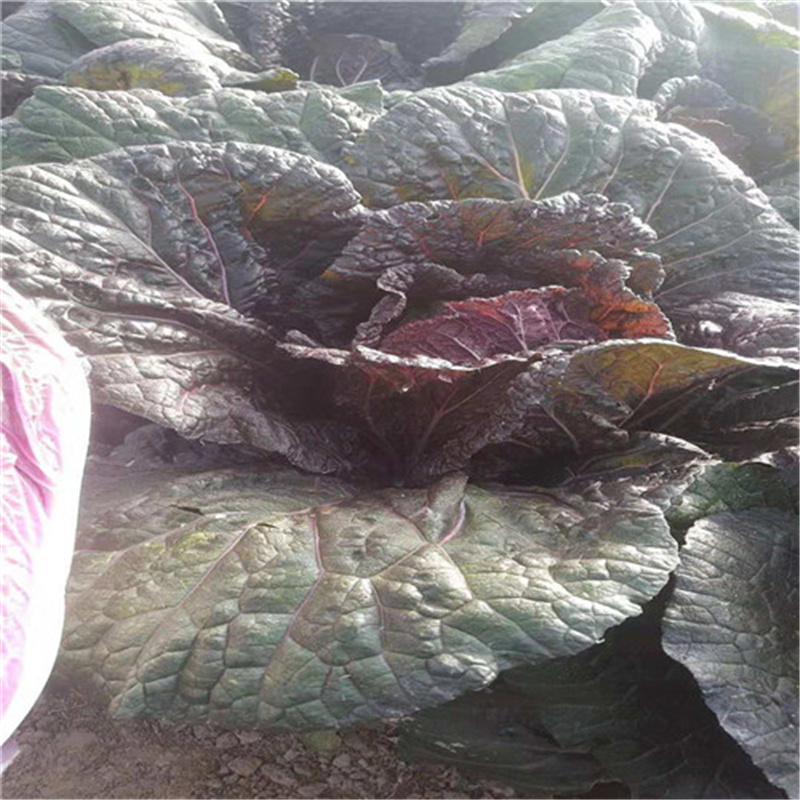 紫白菜种子紫宝5号春秋中早熟紫白菜种子进口高产1000粒