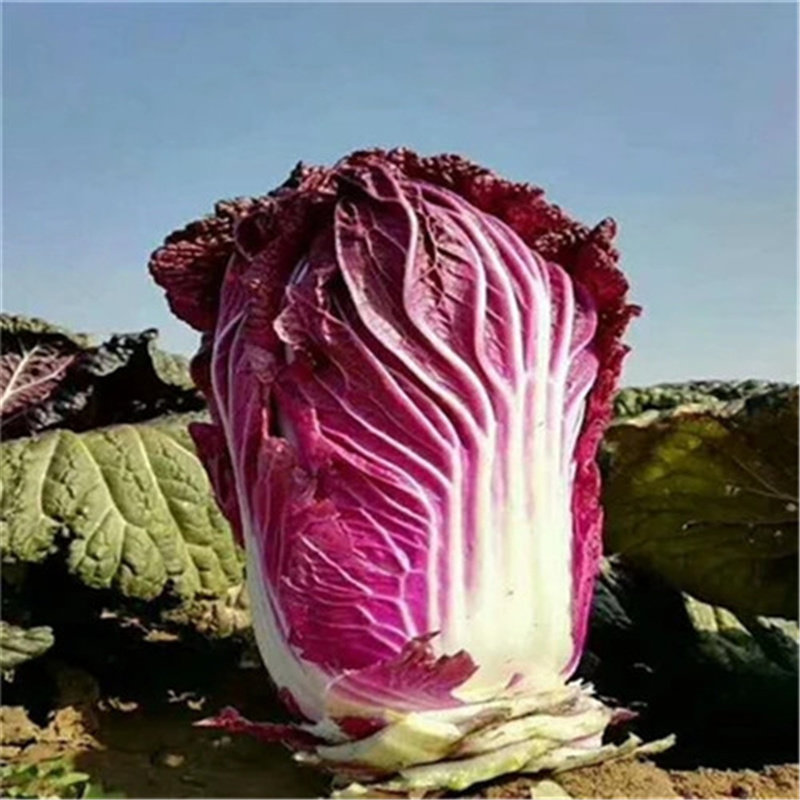 紫白菜种子紫宝5号春秋中早熟紫白菜种子进口高产1000粒