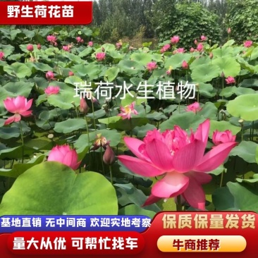 野生荷花苗大中小型荷花古代红莲碗莲签合同保成活