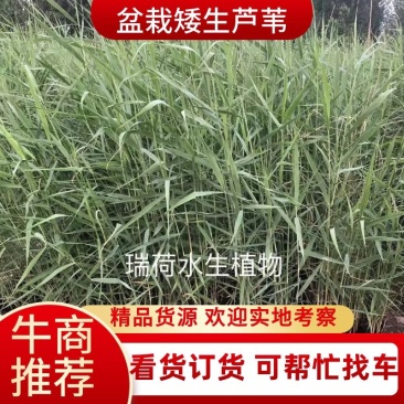 芦苇野生芦苇苗盆栽矮生芦苇白根多须成活率极高