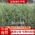 芦苇野生芦苇苗盆栽矮生芦苇白根多须成活率极高