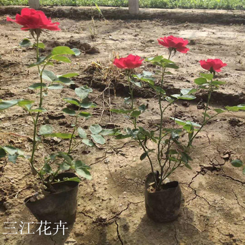 大红帽月季造型月季盆栽月季研究基地三江花卉