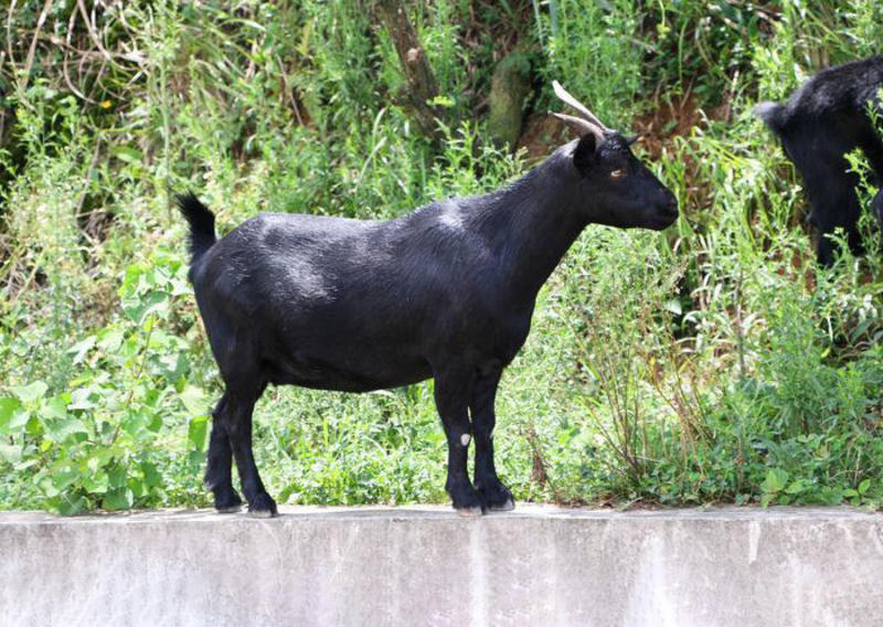 黑山羊活羊怀孕母羊多胎高产养殖厂直发包送到家