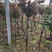 盆栽嫁接月季树工程苗高杆树状月季基地大盆栽不缓苗