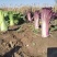 云之娃紫龙芽白菜种子紫色青麻叶菜籽韩国紫白菜孑子富含花青