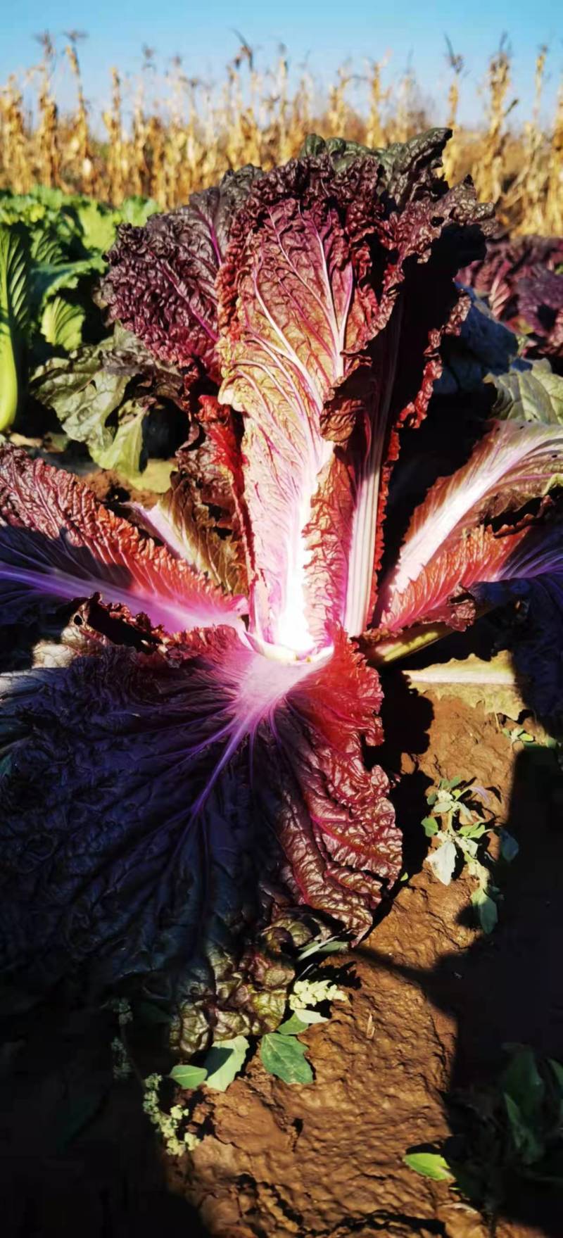 云之娃紫龙芽白菜种子紫色青麻叶菜籽韩国紫白菜孑子富含花青