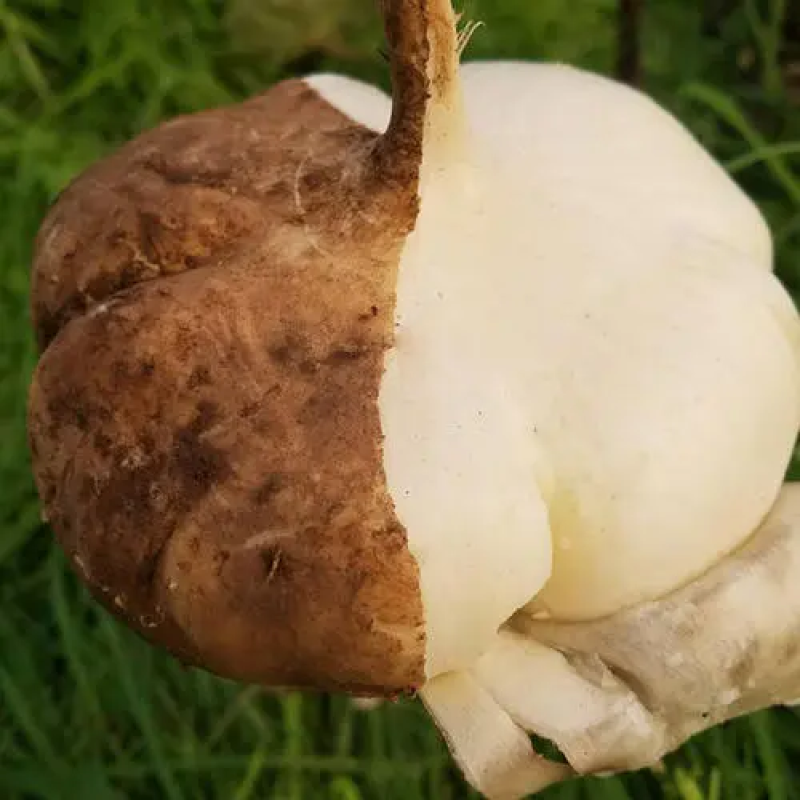 【产地直供】广东凉薯，靓货充足，质量保证，欢迎订购！