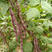 九粒红架豆四季豆芸豆种籽早熟东方红紫豆角种子高产四季播蔬